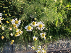 Tripleurospermum