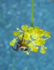 Synema globosum