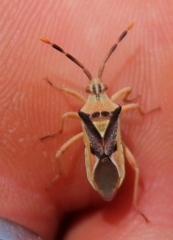 Ceratopachys nigricornis