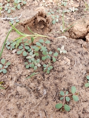 Euphorbia glyptosperma