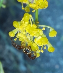 Synema globosum