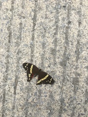 Anartia fatima
