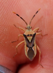 Ceratopachys nigricornis