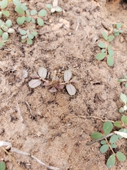 Euphorbia glyptosperma