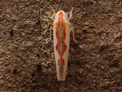 Zygina flammigera