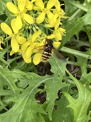 Sericomyia silentis