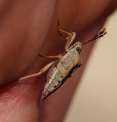 Ceratopachys nigricornis