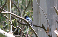 Myiagra cyanoleuca