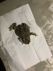 Bufotes viridis viridis