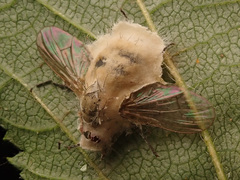 Entomophthora muscae