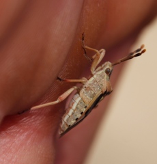 Ceratopachys nigricornis