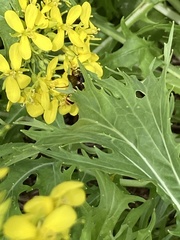 Sericomyia silentis