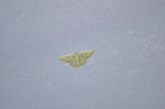 Chlorochlamys chloroleucaria