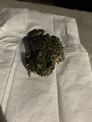 Bufotes viridis viridis