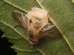Entomophthora muscae