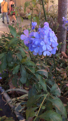 Plumbago auriculata