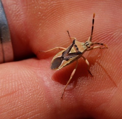 Ceratopachys nigricornis