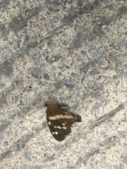 Anartia fatima