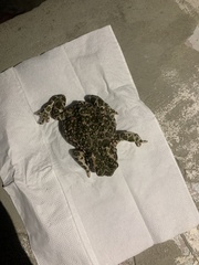 Bufotes viridis viridis