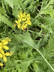 Sericomyia silentis
