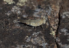 Oedipoda coerulea