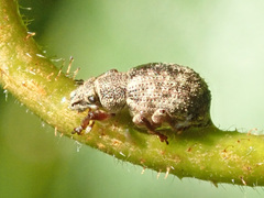 Strophosoma capitatum
