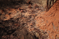 Dichrostachys cinerea