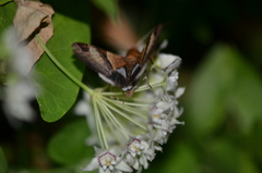 Melipotis fasciolaris