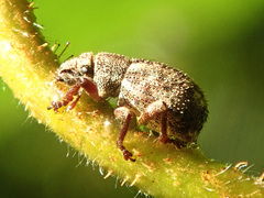 Strophosoma capitatum