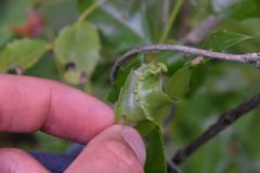 Aceria caliberberis