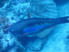 Actinopterygii