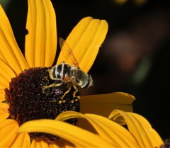 Eristalis stipator