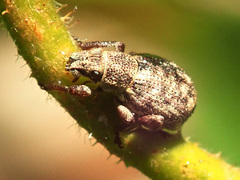 Strophosoma capitatum