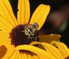 Eristalis stipator