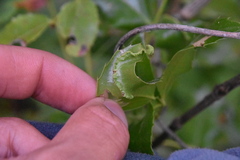 Aceria caliberberis