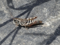 Melanoplus dawsoni
