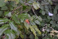 Aceria caliberberis