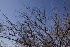 Dichrostachys cinerea