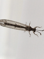 Nemoleontinae