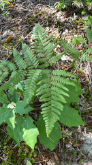 Pteridium aquilinum image