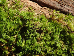 Dicranum montanum