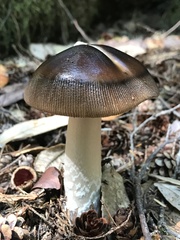Amanita pachycolea