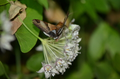 Melipotis fasciolaris