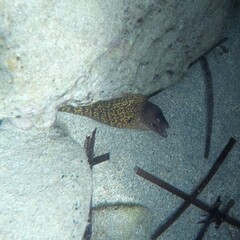 Muraena helena