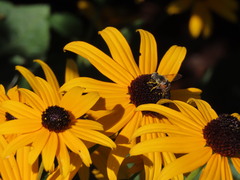 Eristalis stipator