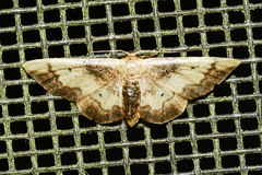 Idaea demissaria