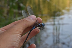 Rhionaeschna multicolor