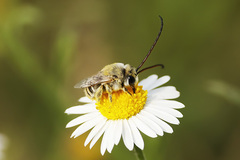 Eucerini