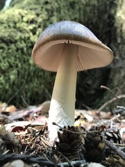 Amanita pachycolea
