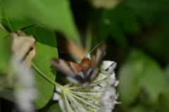 Melipotis fasciolaris